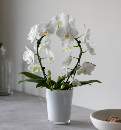 Hvit orkidé på bøyle i hvit glasspotte Hvit orkidé på bøyle i hvit glasspotte